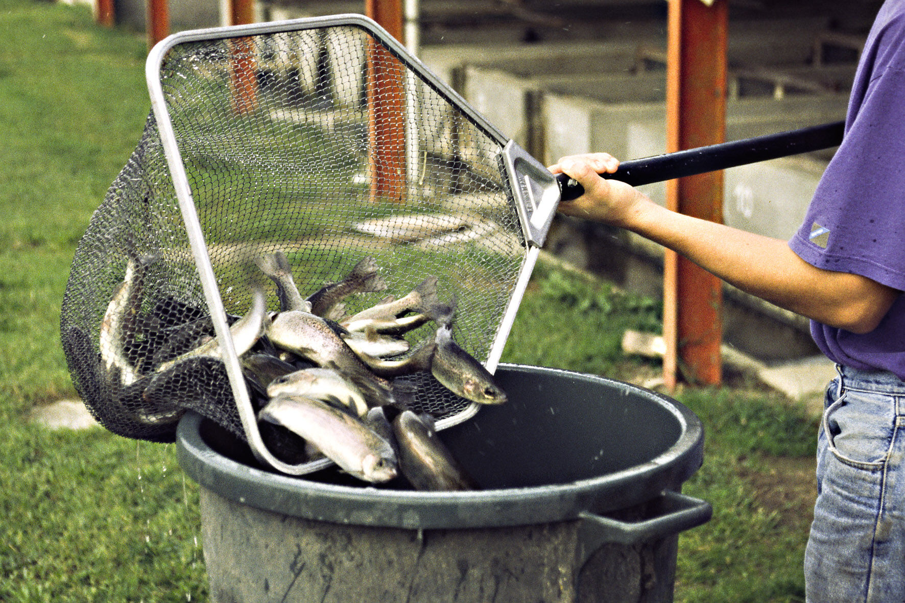 Trout, Replacement of marine ingredients by plant products in fish diets, Photo Choubert INRAE