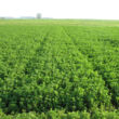 Medicago sativa, Stade végétatif sur Luzerne, domaine d'Estrées-Mons. Crédit photo : PREUDHOMME Matthieu
