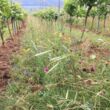 Crédit photo Inrae, Jean Masson, viticultural pratices, vine, agroécology, grass cover