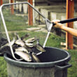 Trout, Replacement of marine ingredients by plant products in fish diets, Photo Choubert INRAE